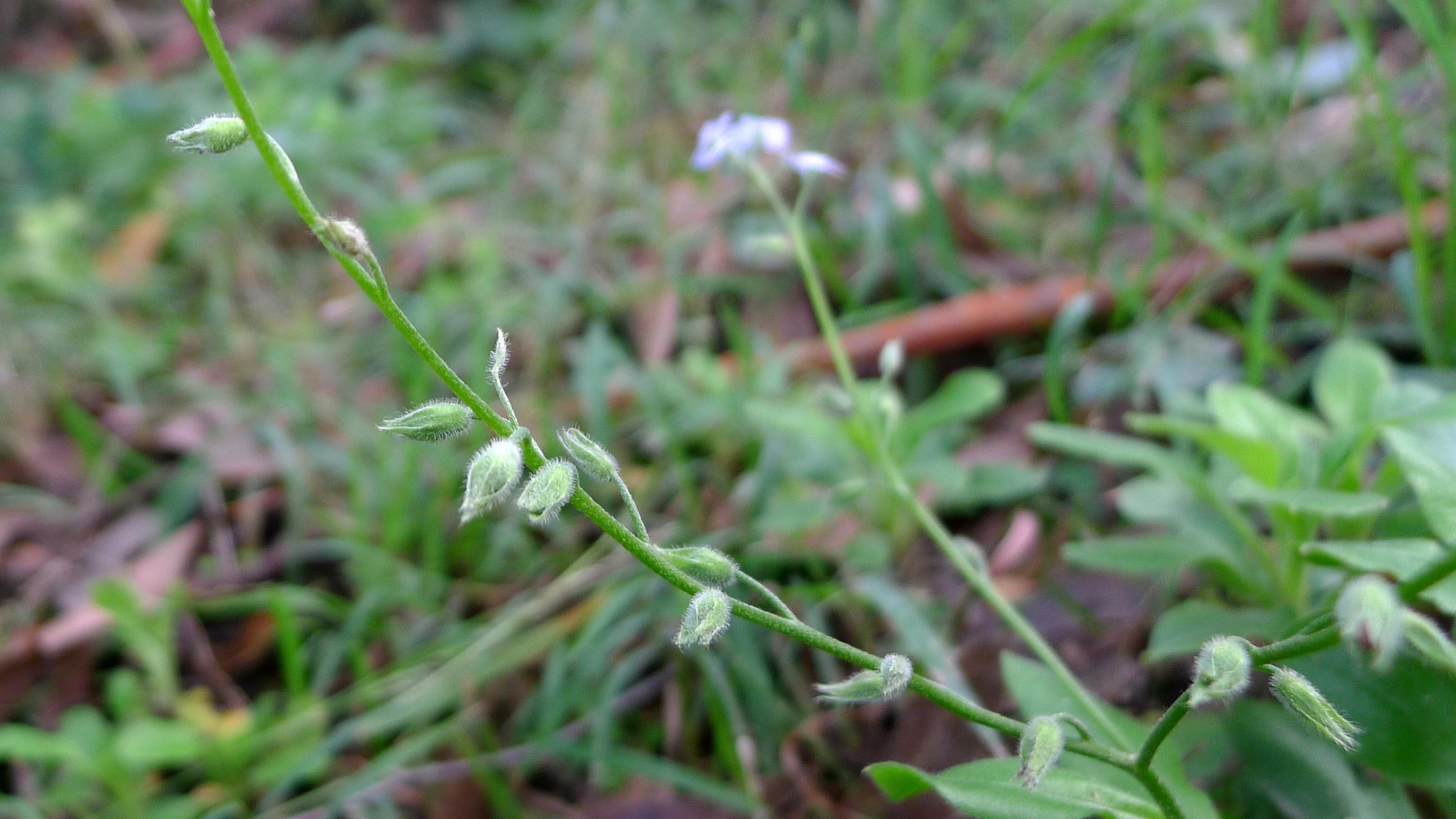 there is a small white flower growing in the grass