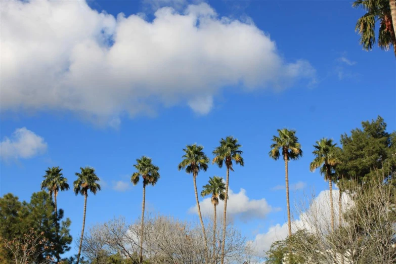 some trees and buildings near each other and some clouds