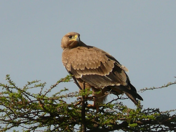 a bird that is sitting in a tree