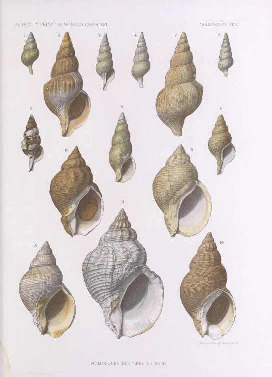 an image of sea shells with various types and colors