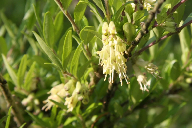 a plant with small flowers growing on a tree