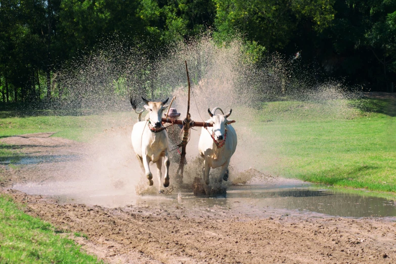 three oxen working in the open to get out of the water