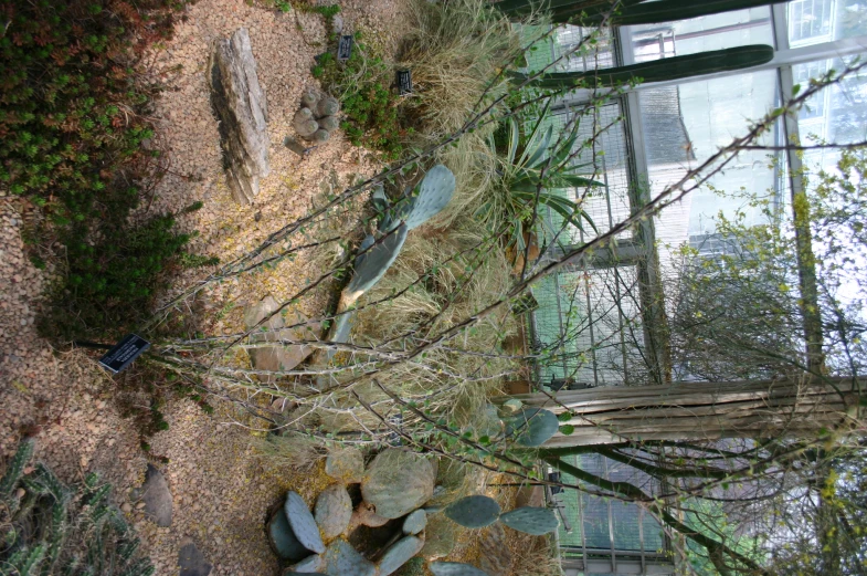 the desert like area features cactus and rocks