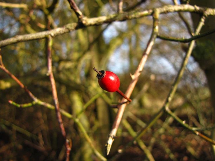 a single red berry sitting on a nch