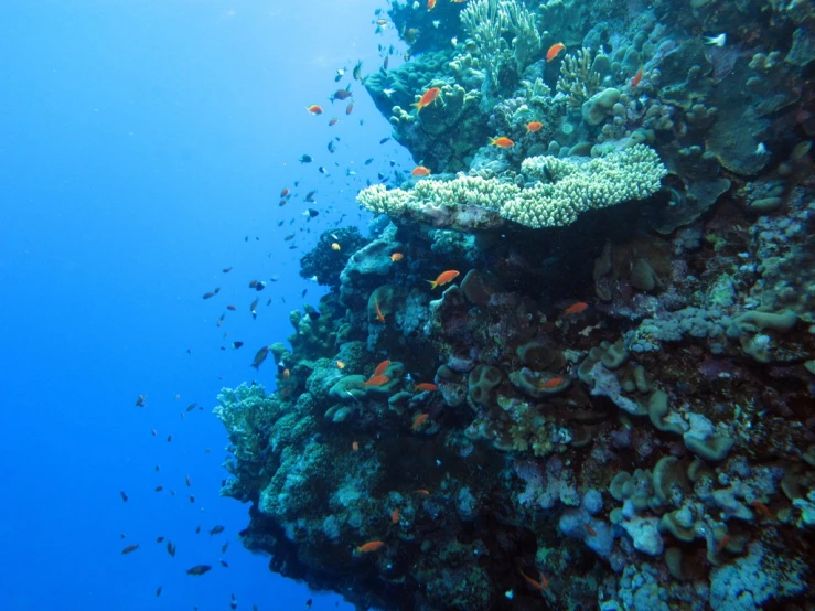 a colorful coral and coral fish near a reef