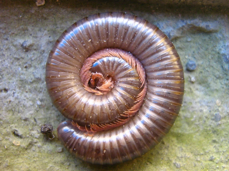 the inside of a snail's shell, showing all parts
