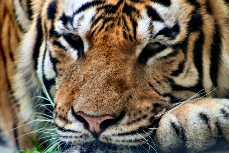 the face of an tiger with a black and white pattern