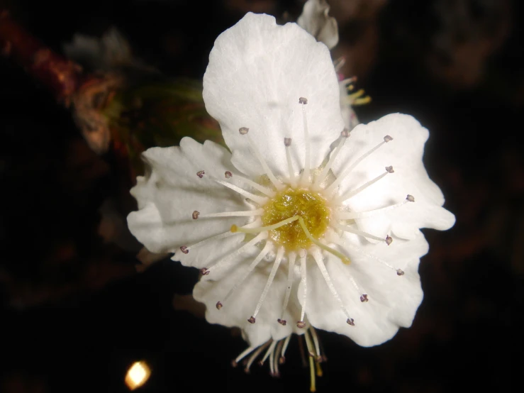 a white flower is glowing on black background