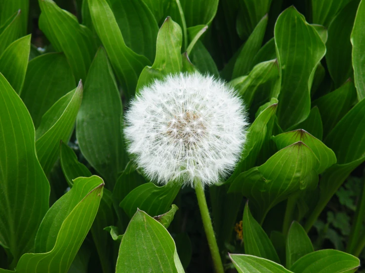 there is a dandelion that is very close to the ground