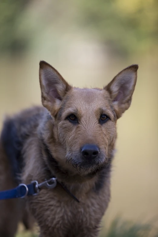 a dog standing in the grass and looking forward