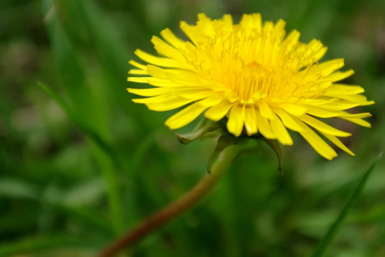 a close up s of a dandelion flower on green leaves