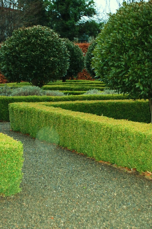 lush green hedge hedges in a park setting