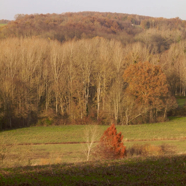 a wooded area with lots of trees in the background