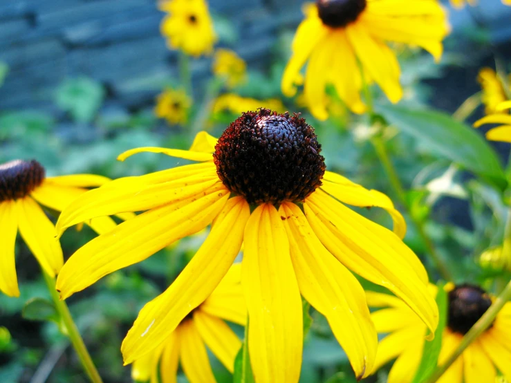 large yellow flowers stand out against a brick wall