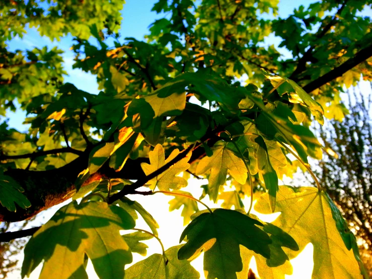 a tree in the sunlight with bright leaves