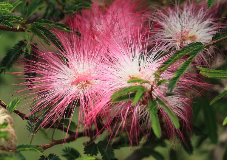 bright pink flowers blooming on the nches of trees