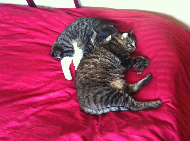 a striped cat is curled up sleeping on a red bed