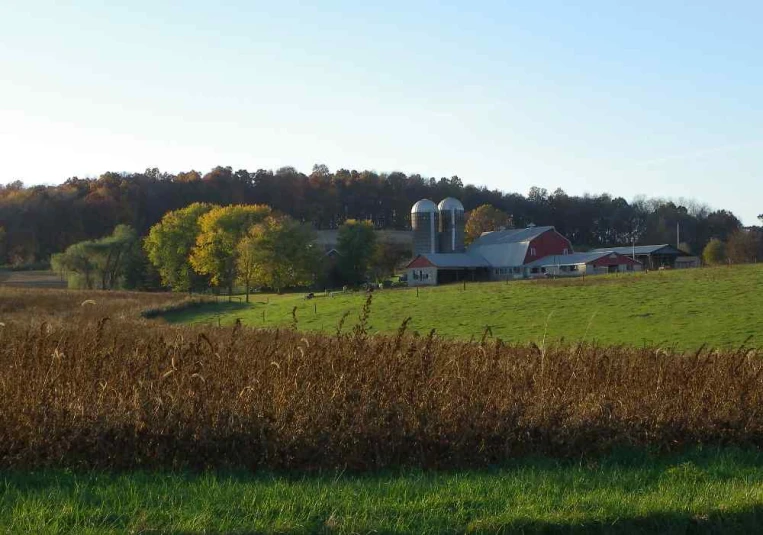 a red barn and silo sit in the background on the grass field