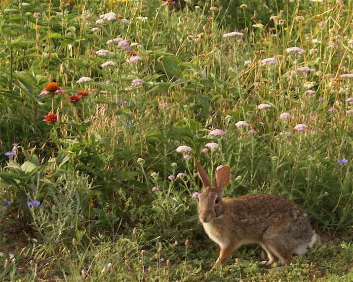 a rabbit is sitting in a field full of flowers