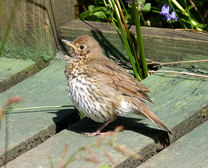 small bird sitting on the edge of a bench