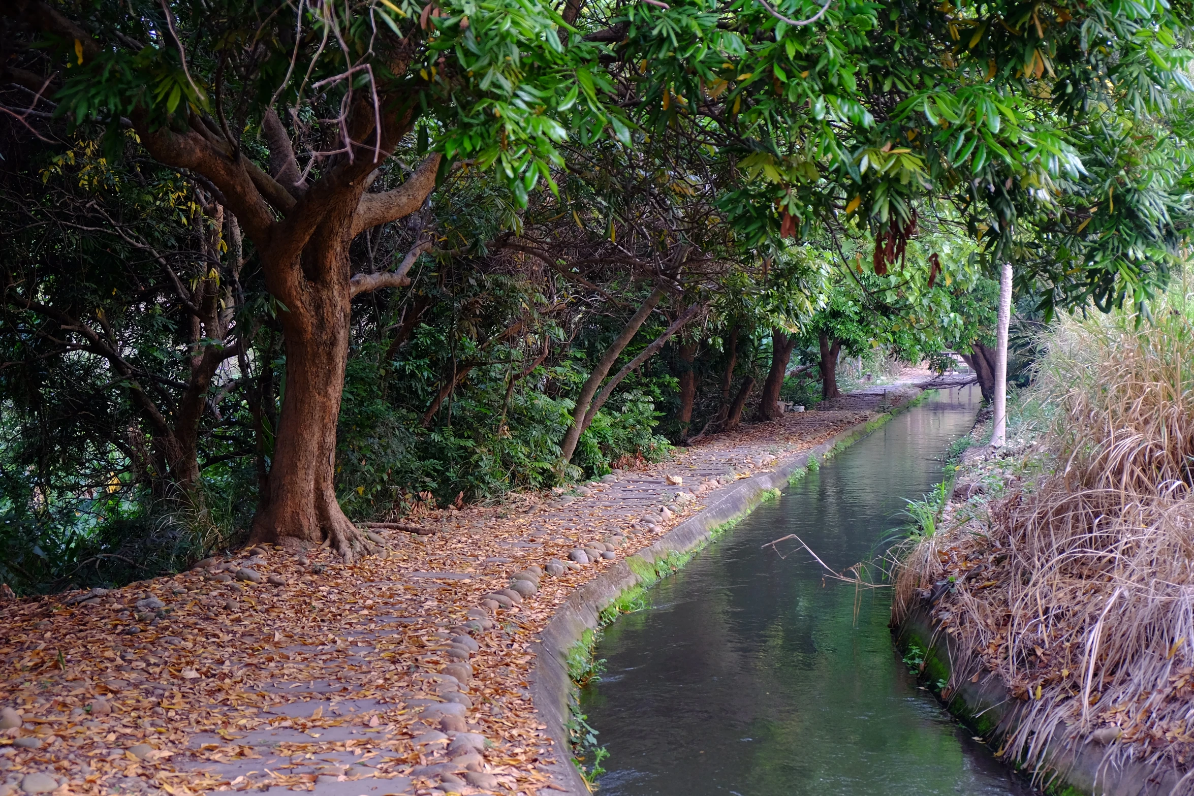 a stream runs by a grassy path next to the trees