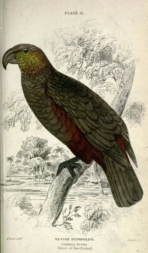 a drawing of a bird perched on a nch