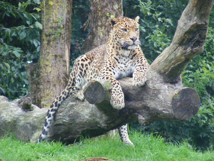 a jaguar laying on top of a tree nch