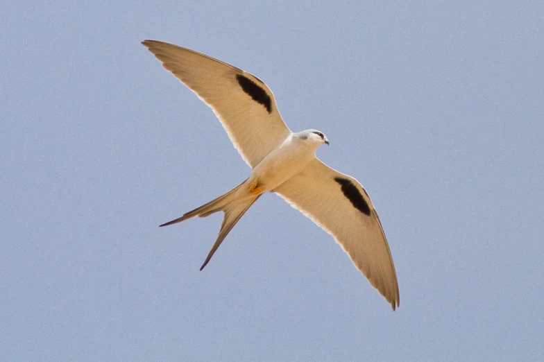 a large white bird flying through a blue sky