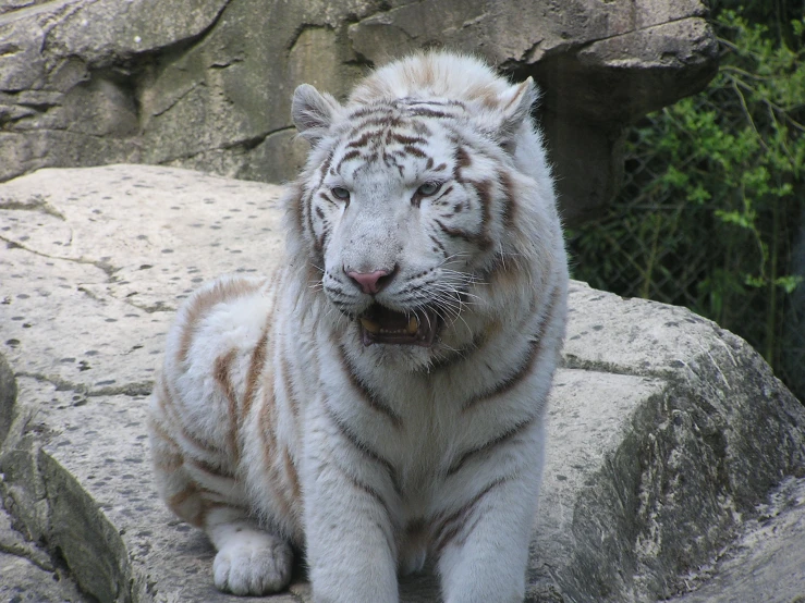 the white tiger is resting on the rocks by himself