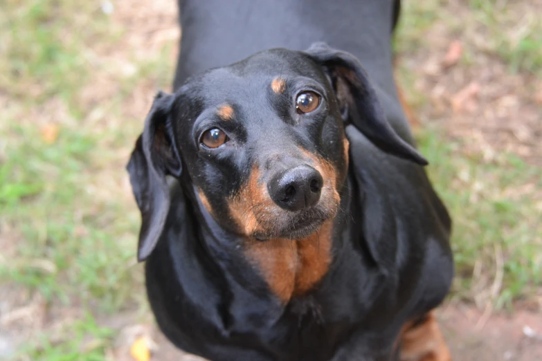 a close - up of a dachshund's face, looking up