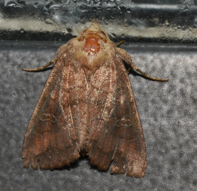 a close up of a moth that is on a surface