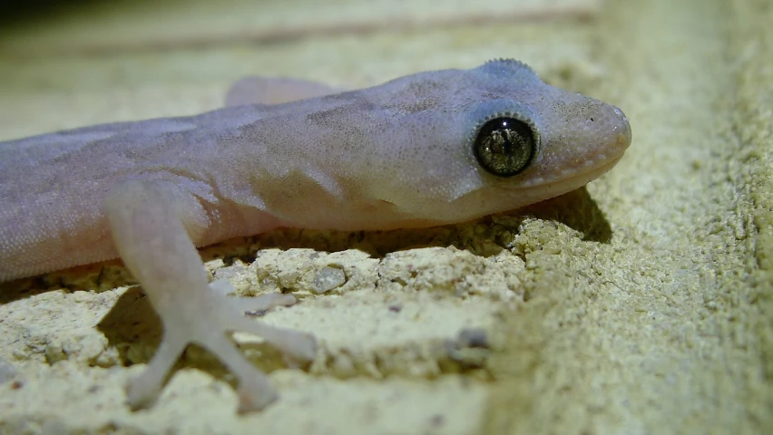 a gray gecko crawling on the floor next to sand