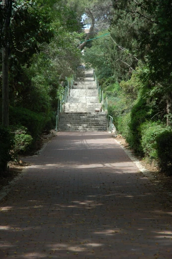 a pathway leads to steps between the trees
