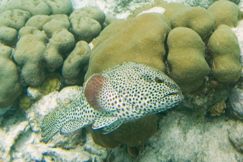 a group of fish swimming on top of a coral