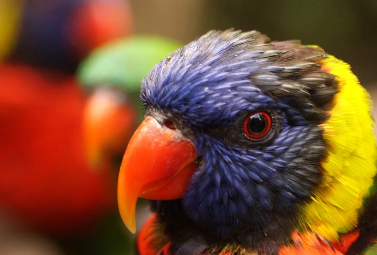 a colorful multi - colored bird sitting on top of a tree