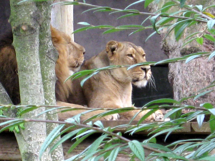 a couple of lions that are by some trees