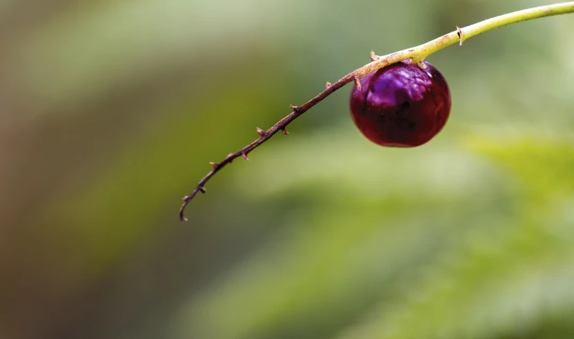 a berry is hanging off of a nch with a tiny twig
