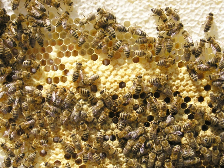 the bees are working on their cells in the honeycomb