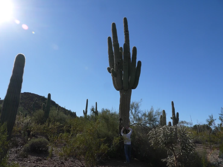 a man takes a picture of an area with cactus