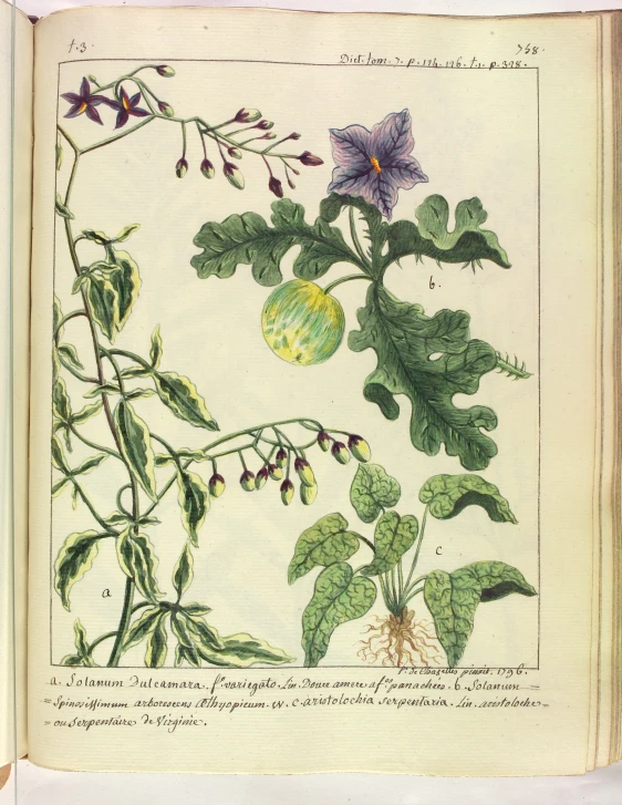 an antique floral print of a purple flower