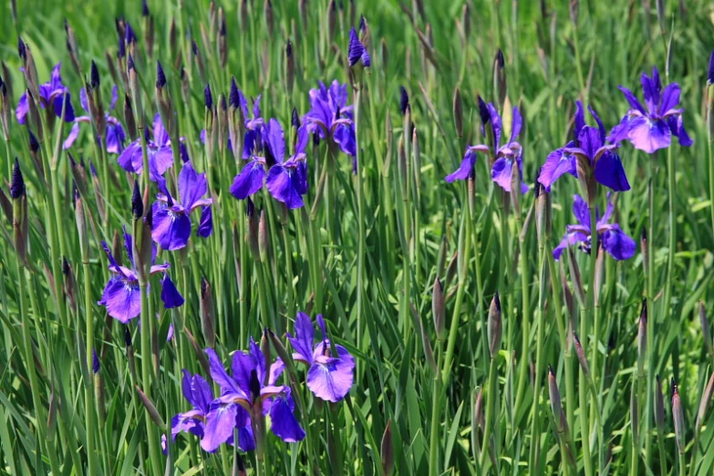 wild iris flowers in a grassy field in spring