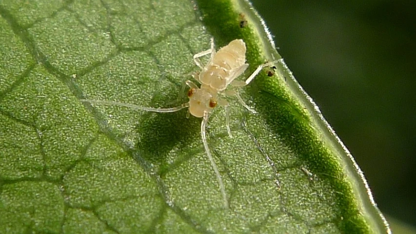 a bug on a leaf with small dots on the back