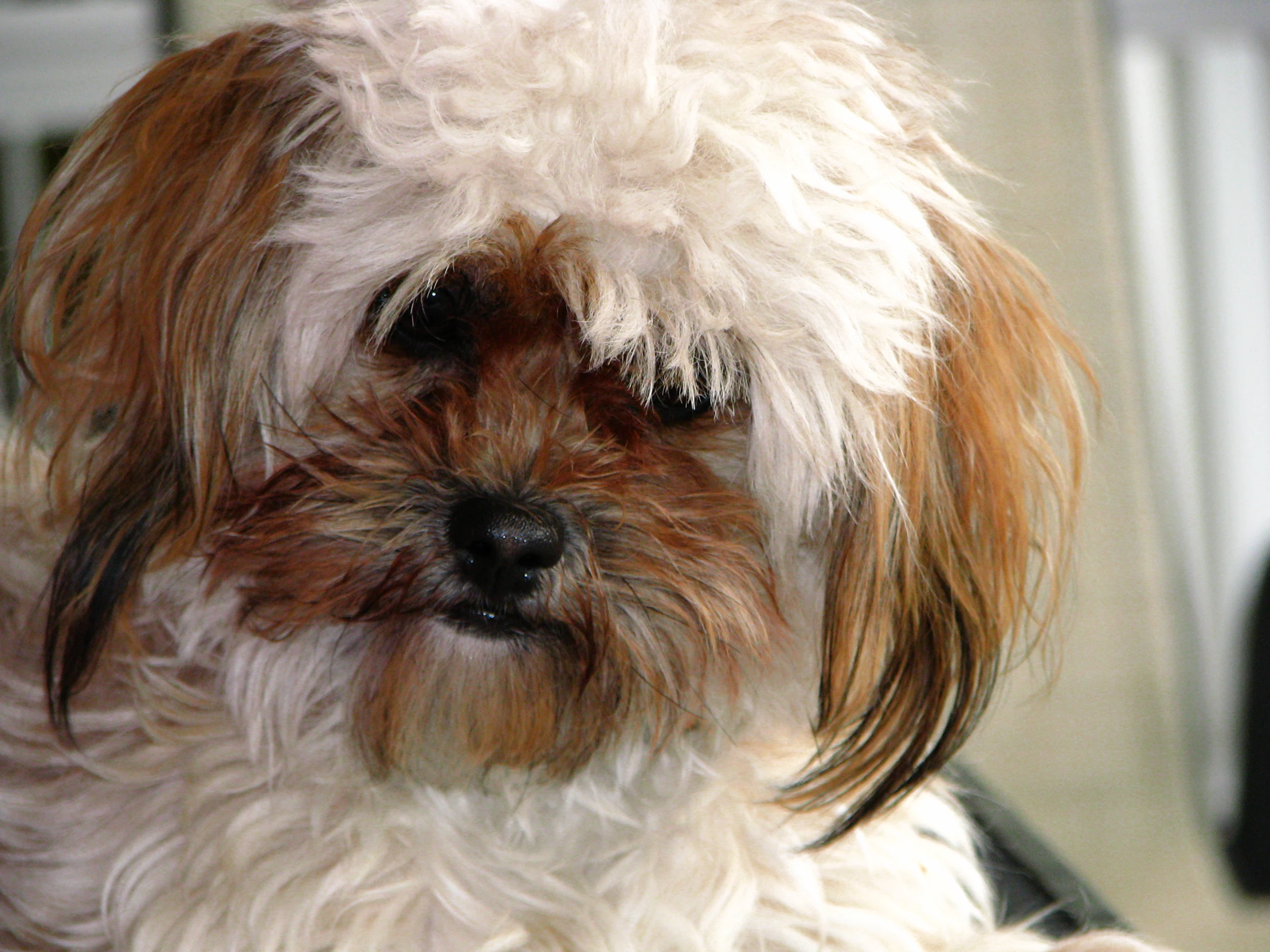 a dog with light hair and large eyes is looking to the right