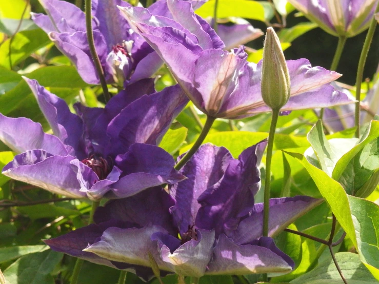 purple clemators with green leaves in the background