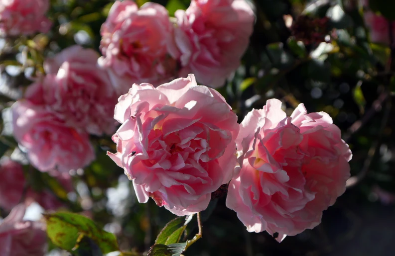 a bush full of pink flowers with drops of rain