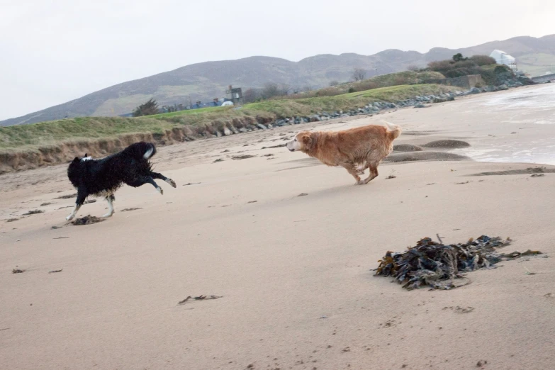 a dog and a large animal are playing on the beach