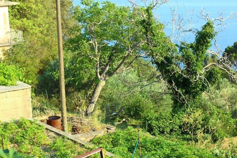 a hillside with trees and shrubs on a sunny day