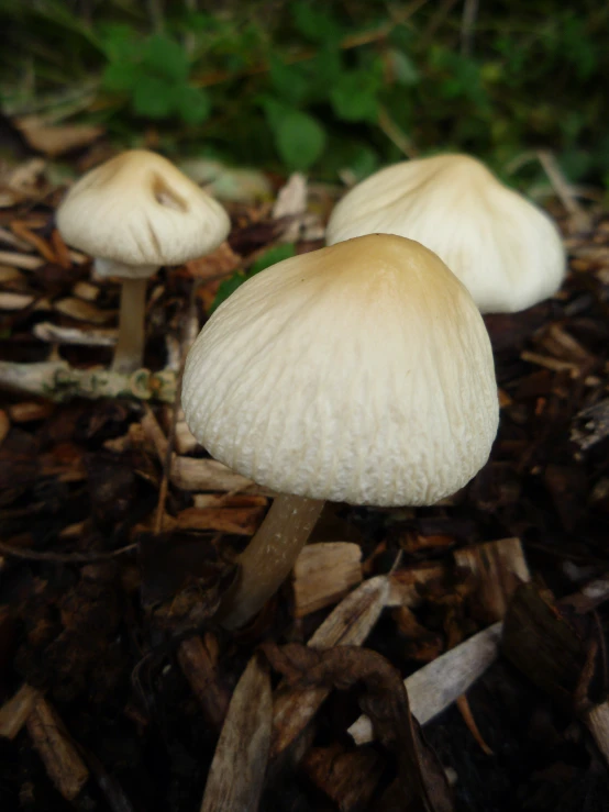 there are small mushrooms that are growing from the mulch