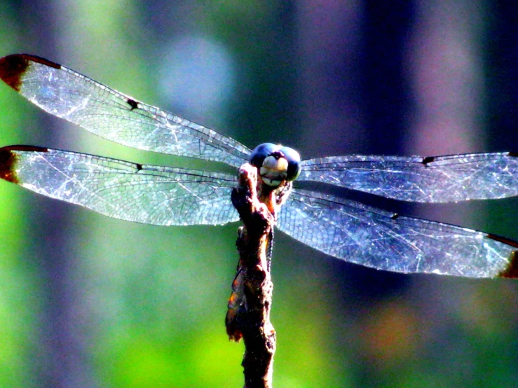 the dragon fly is sitting on top of a thin twig