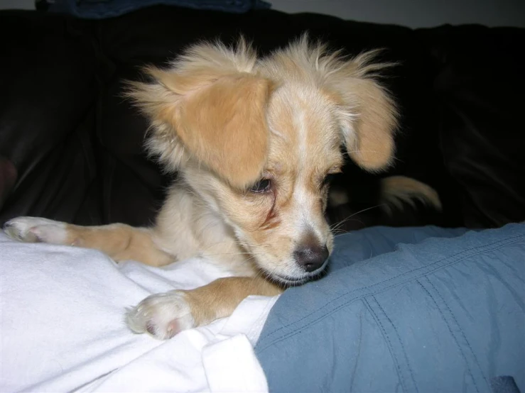 a small dog looks out from the back of a couch